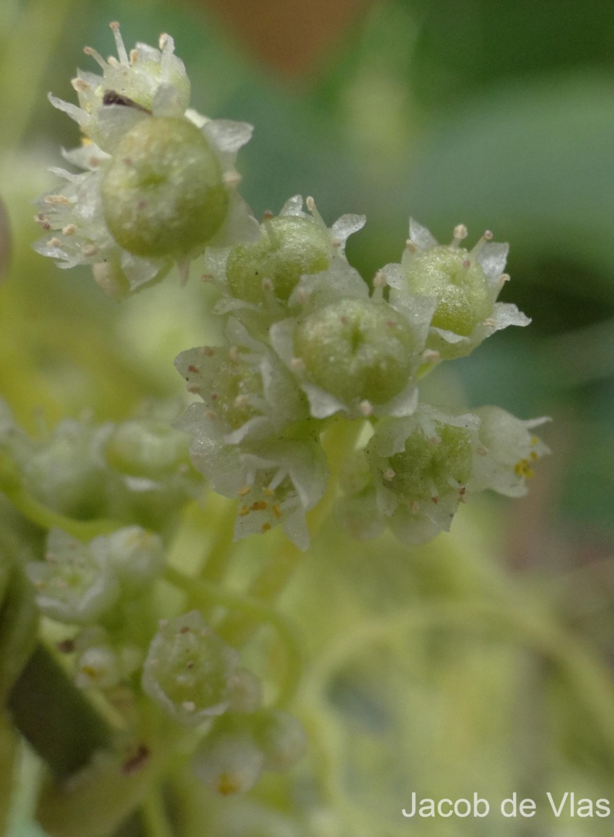 Cuscuta campestris Yunck.